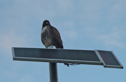 Hawk near Big Dish